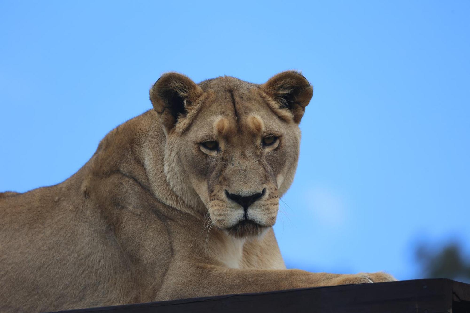 Lionsrock Big Cat Sanctuary Villa Bethlehem Dış mekan fotoğraf