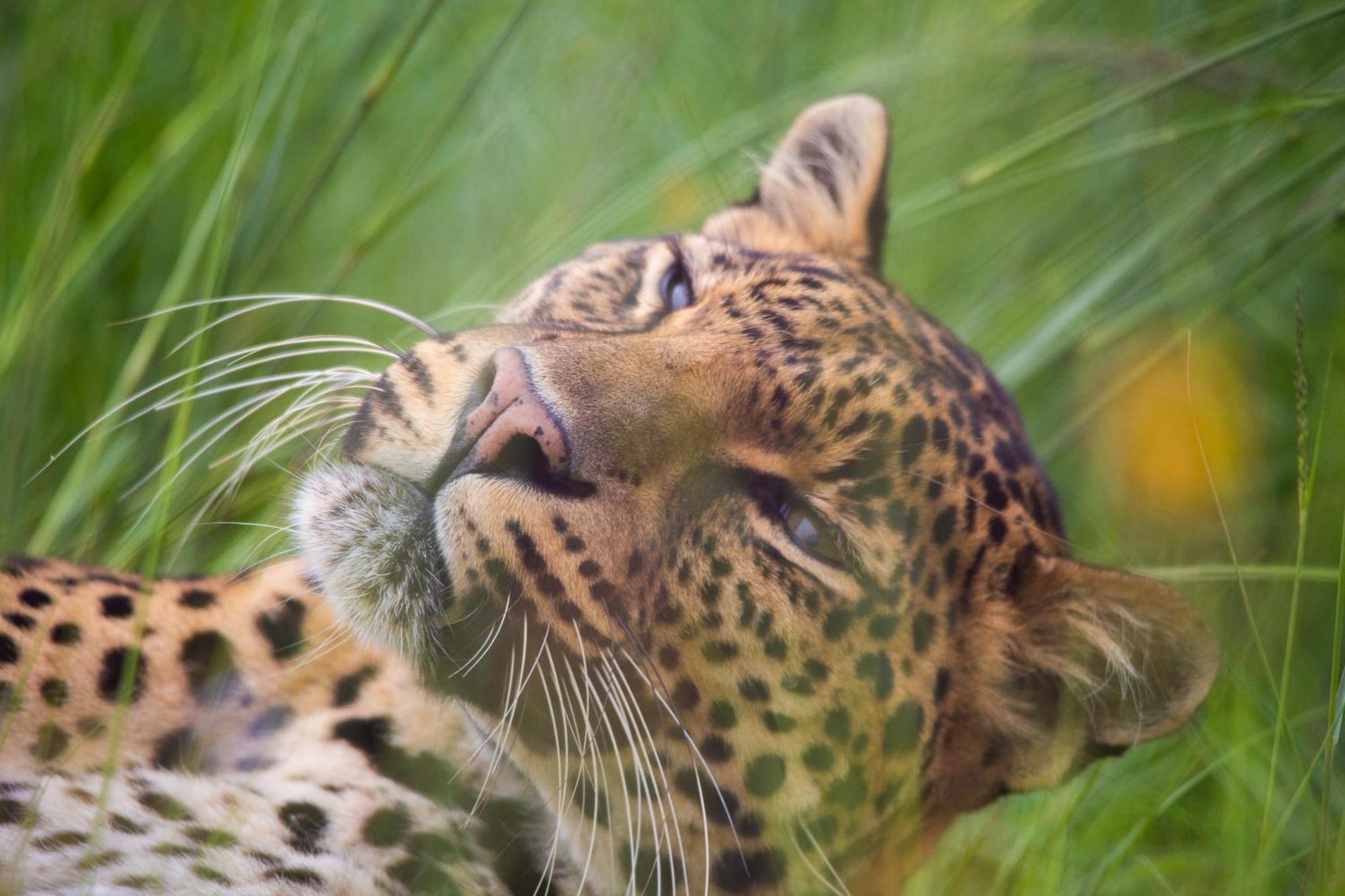 Lionsrock Big Cat Sanctuary Villa Bethlehem Dış mekan fotoğraf