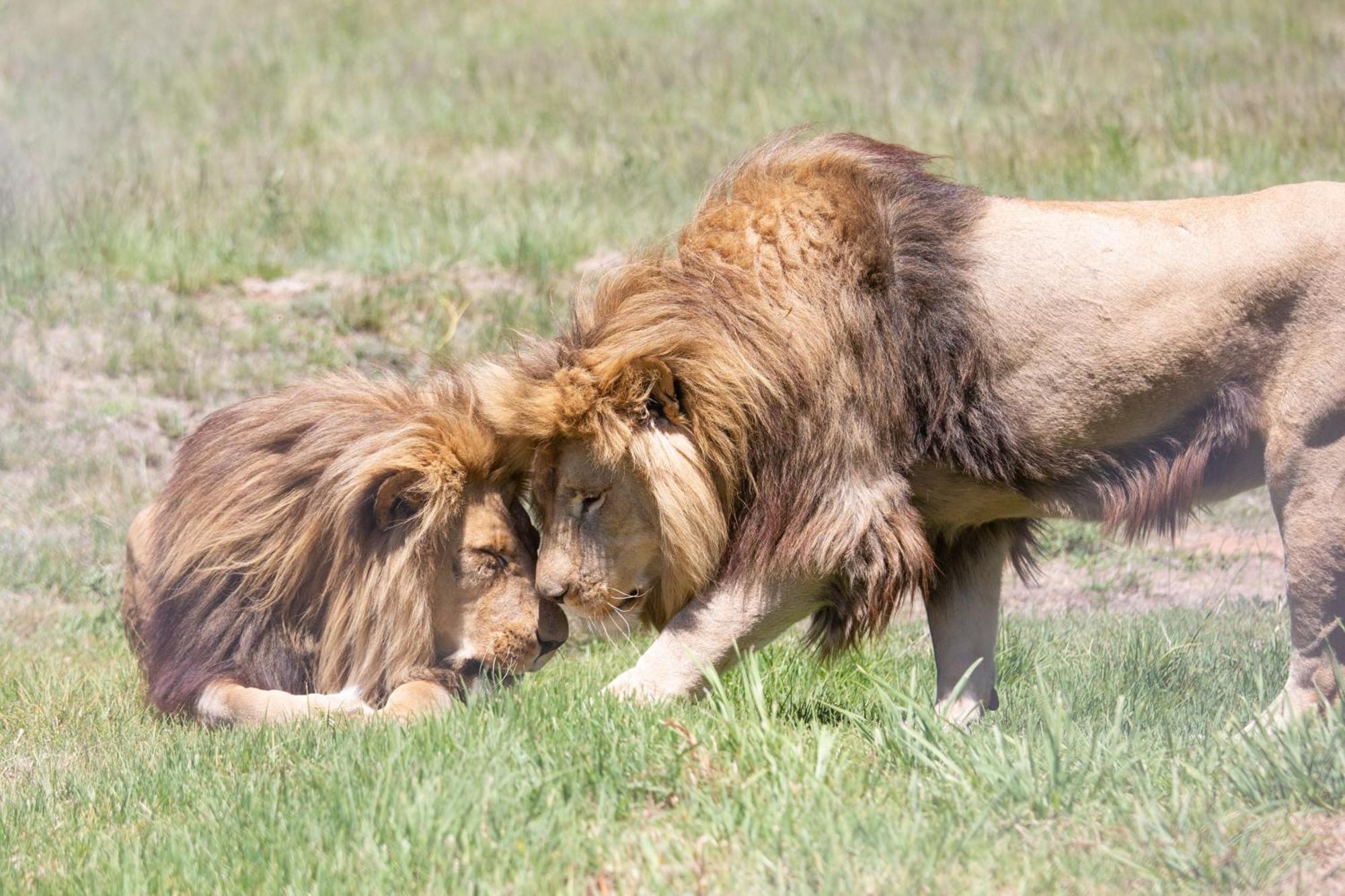Lionsrock Big Cat Sanctuary Villa Bethlehem Dış mekan fotoğraf