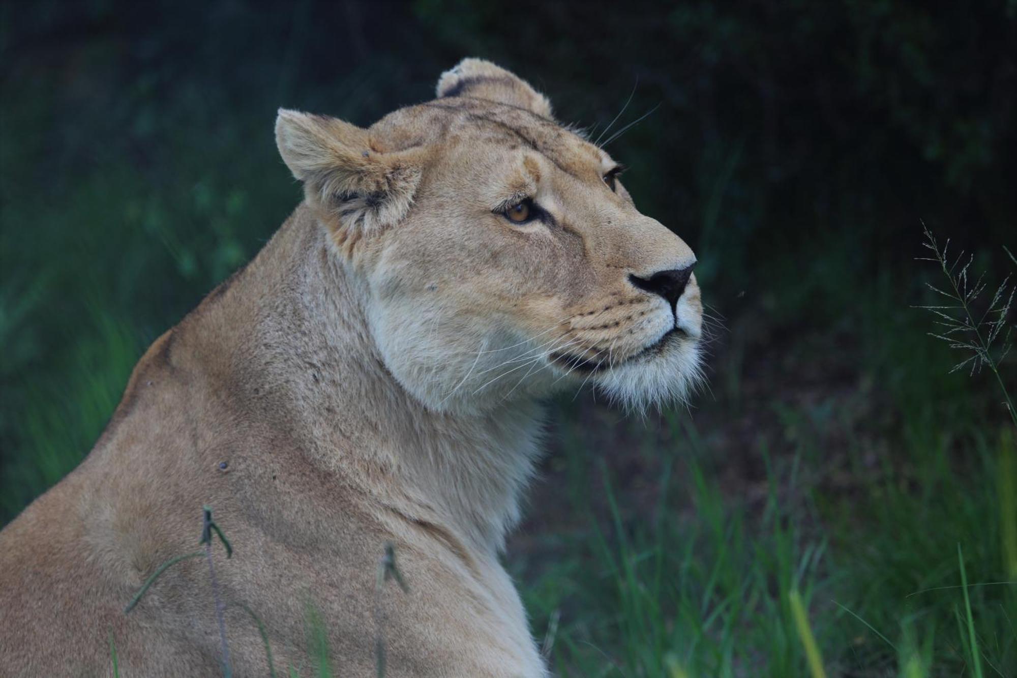 Lionsrock Big Cat Sanctuary Villa Bethlehem Dış mekan fotoğraf