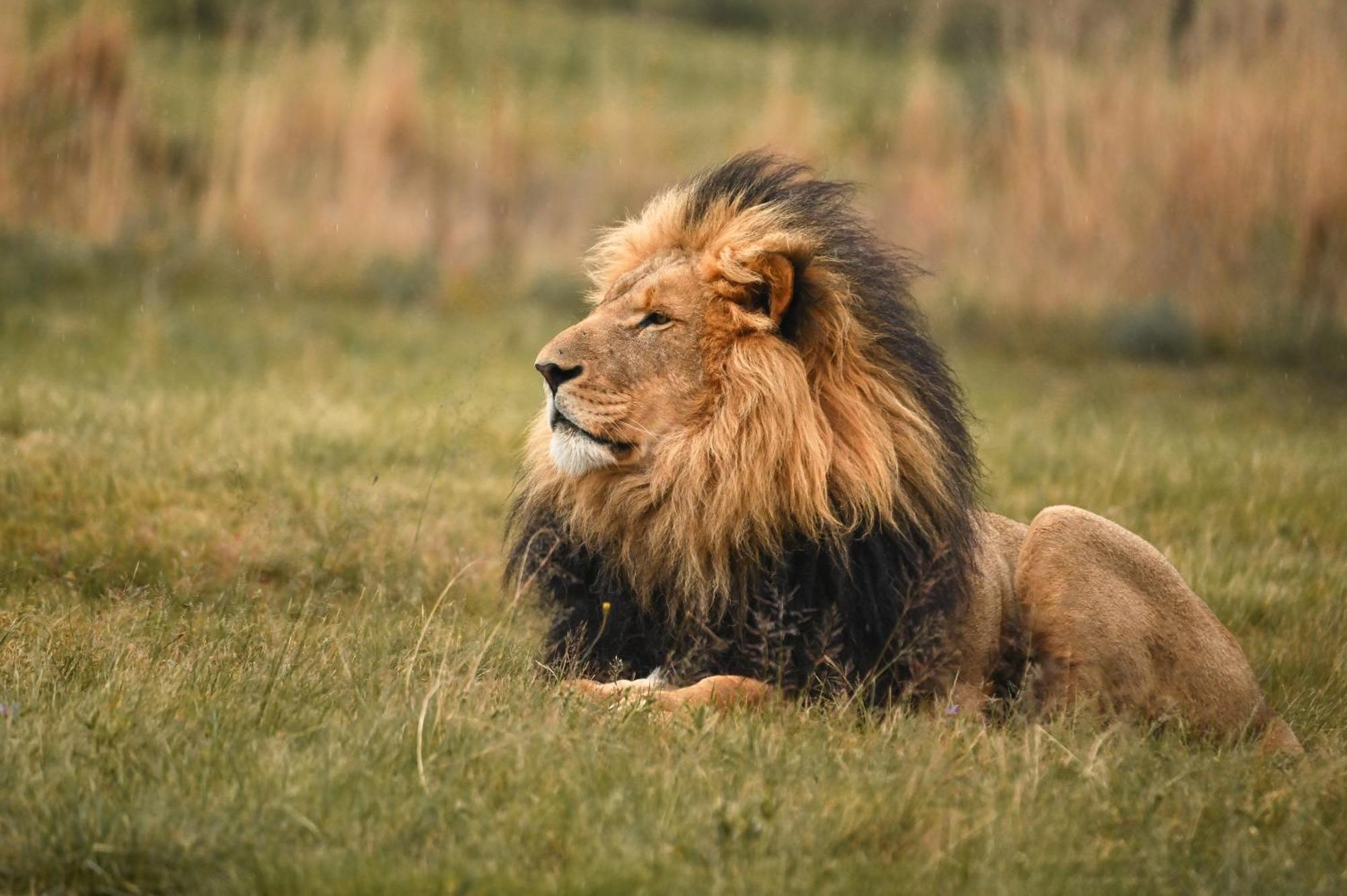 Lionsrock Big Cat Sanctuary Villa Bethlehem Dış mekan fotoğraf