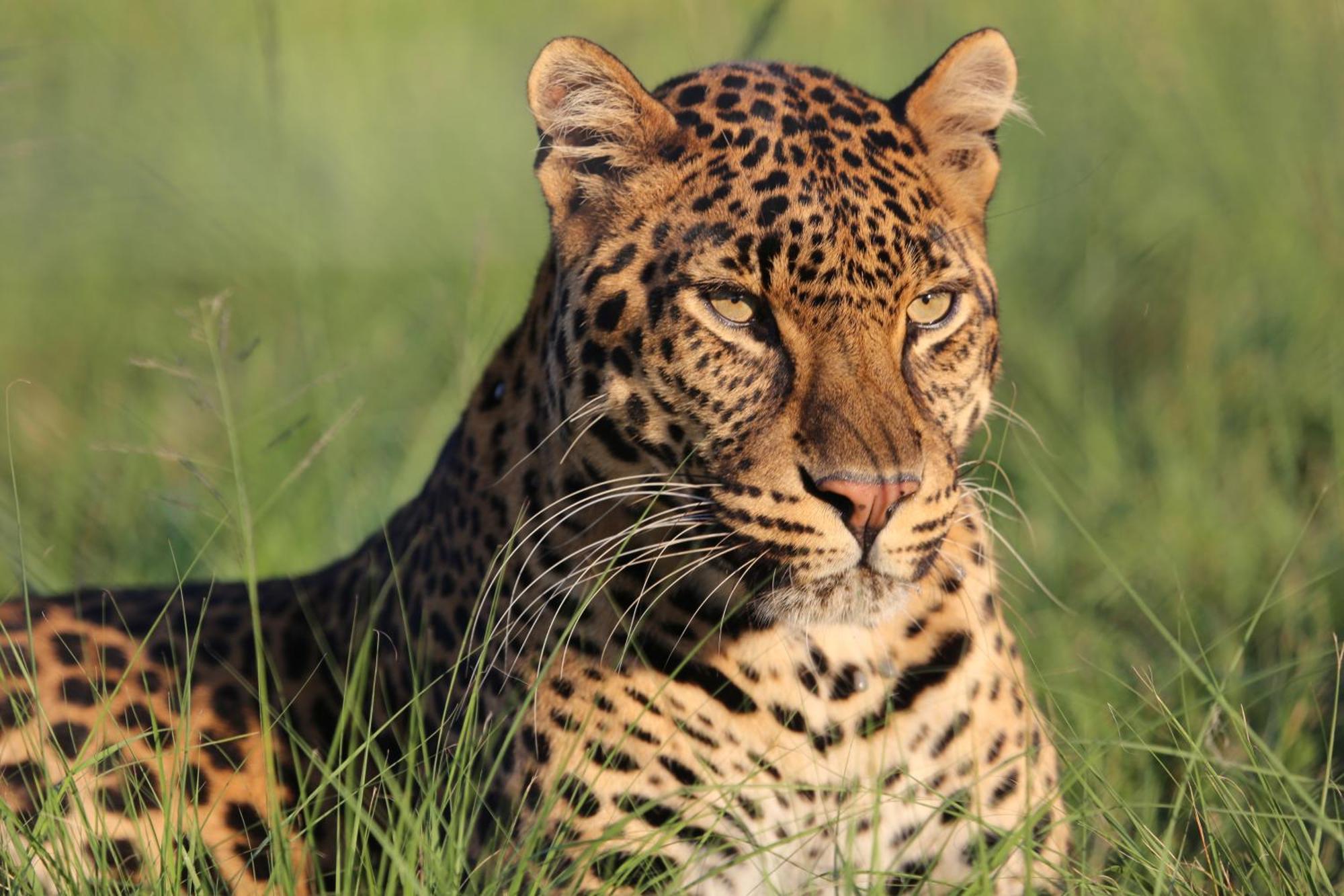 Lionsrock Big Cat Sanctuary Villa Bethlehem Dış mekan fotoğraf