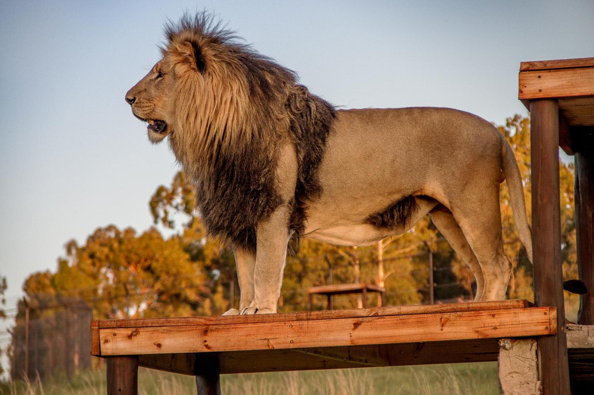 Lionsrock Big Cat Sanctuary Villa Bethlehem Dış mekan fotoğraf