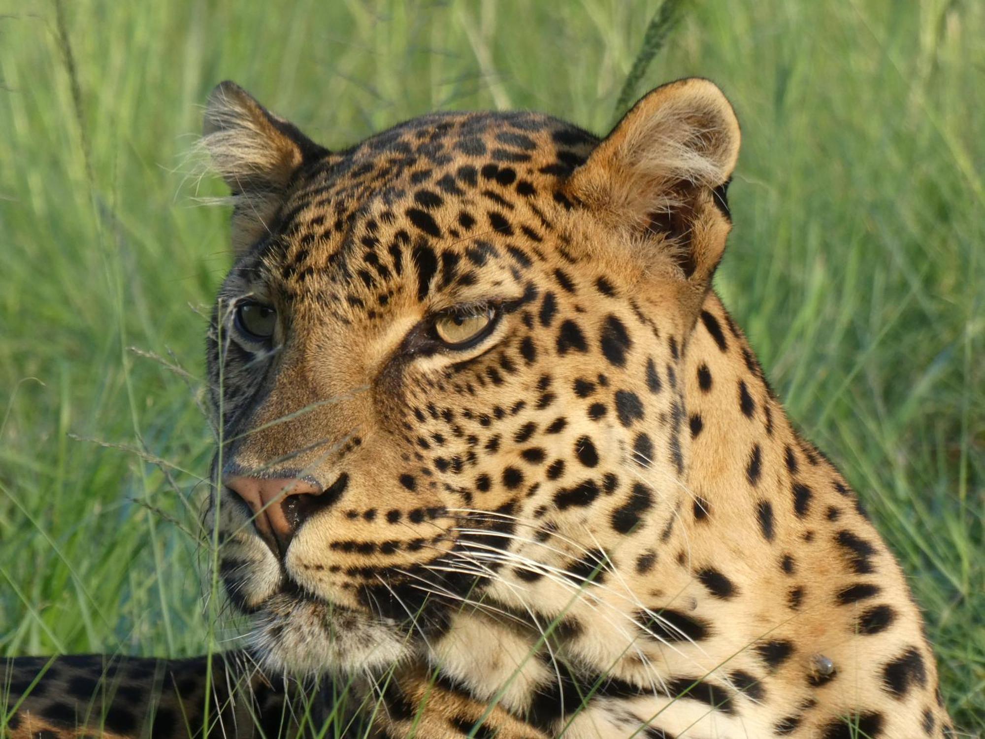 Lionsrock Big Cat Sanctuary Villa Bethlehem Dış mekan fotoğraf