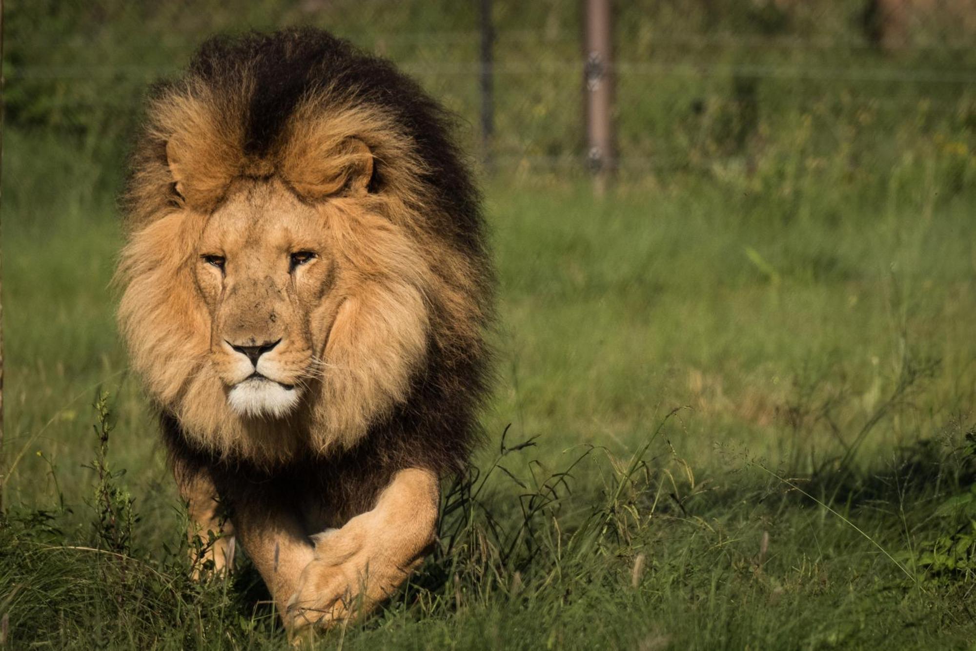 Lionsrock Big Cat Sanctuary Villa Bethlehem Dış mekan fotoğraf