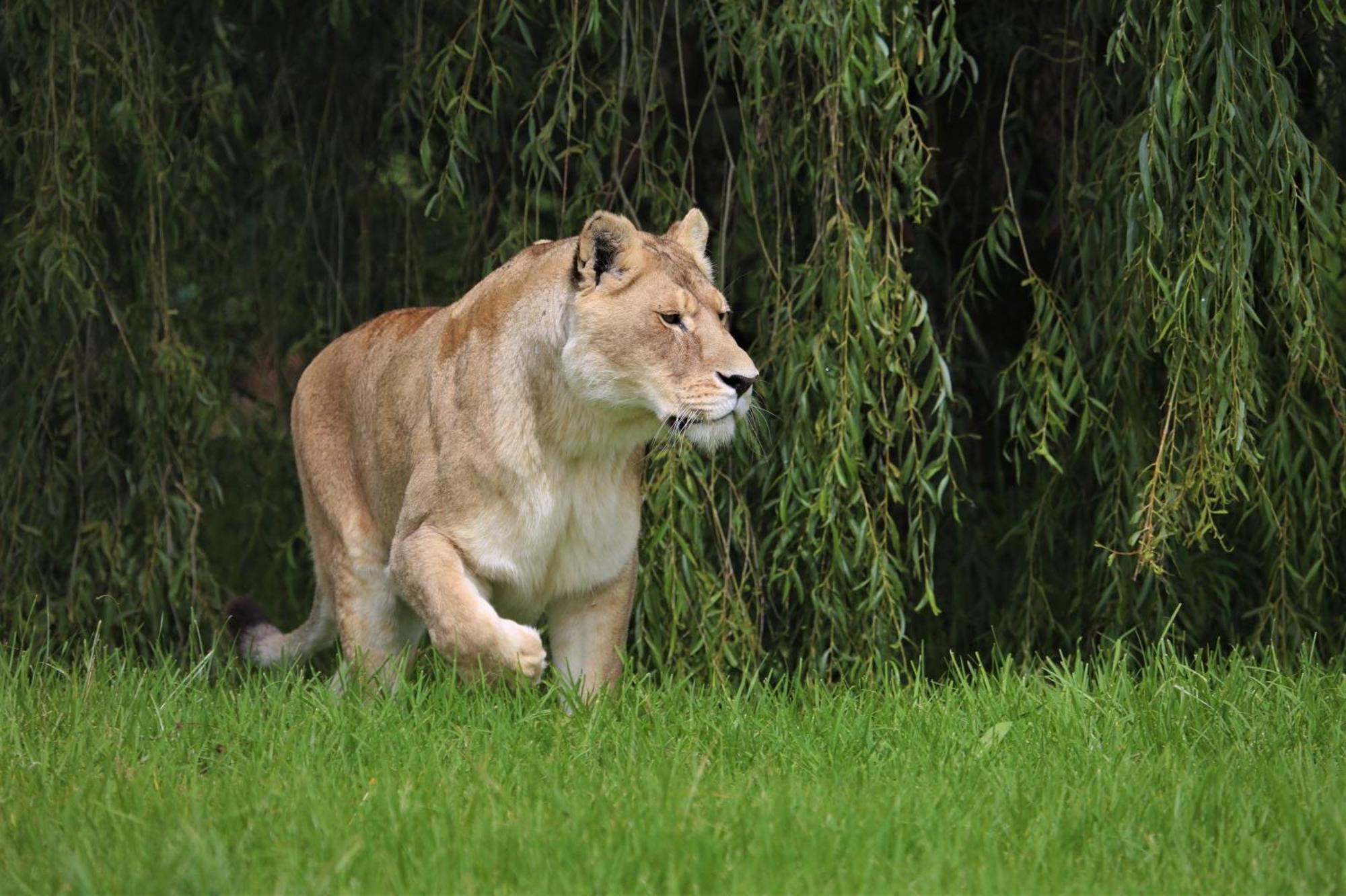 Lionsrock Big Cat Sanctuary Villa Bethlehem Dış mekan fotoğraf