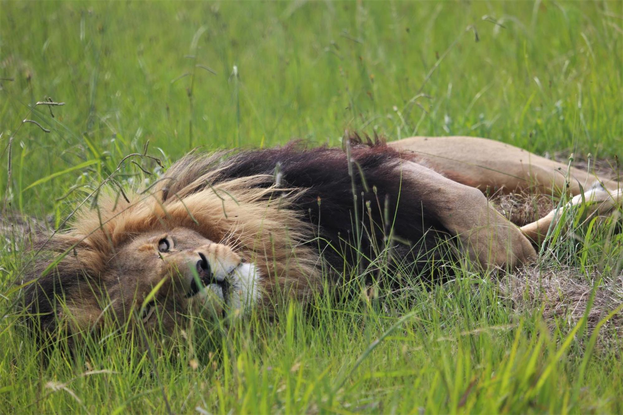 Lionsrock Big Cat Sanctuary Villa Bethlehem Dış mekan fotoğraf