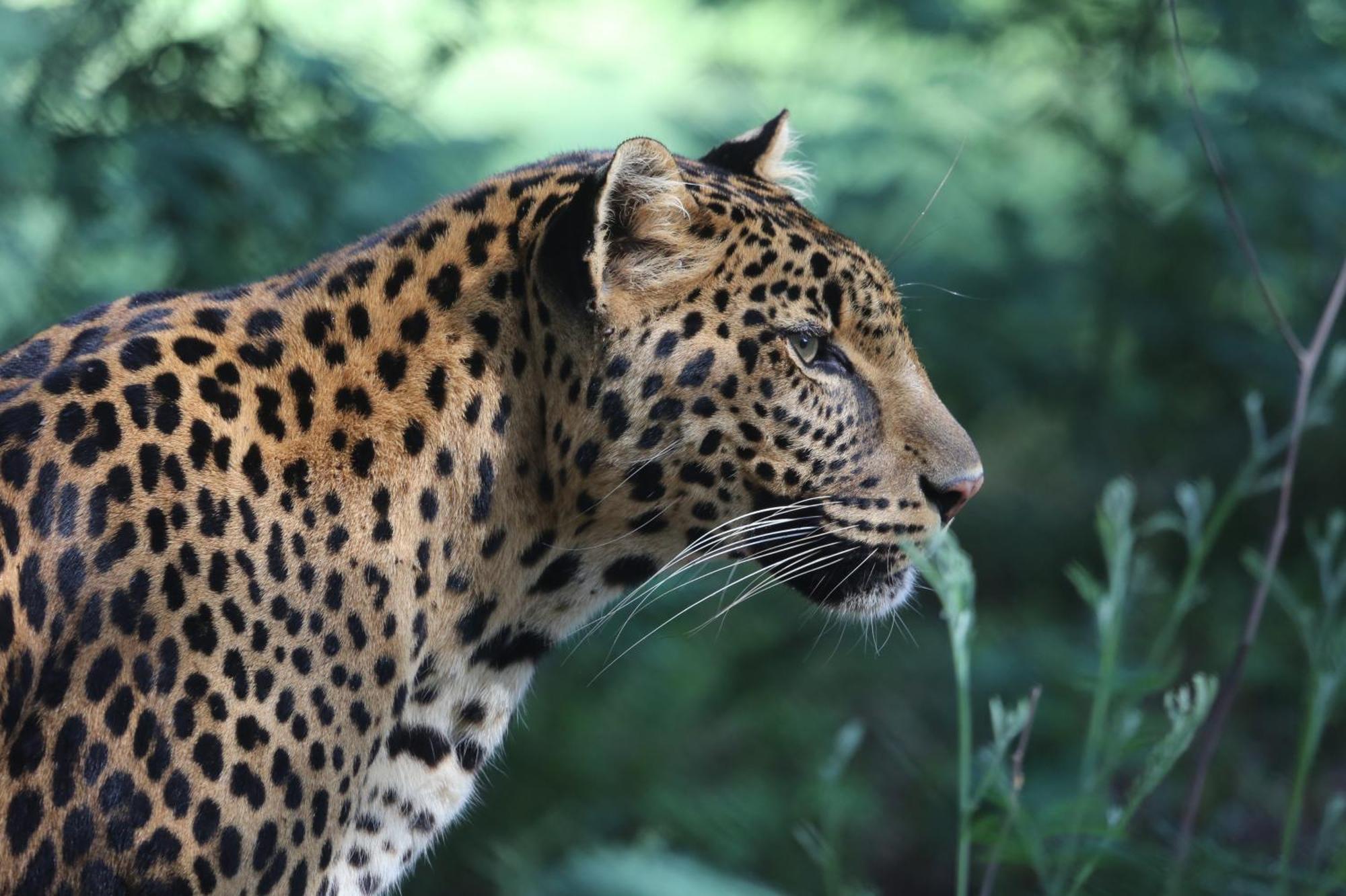 Lionsrock Big Cat Sanctuary Villa Bethlehem Dış mekan fotoğraf