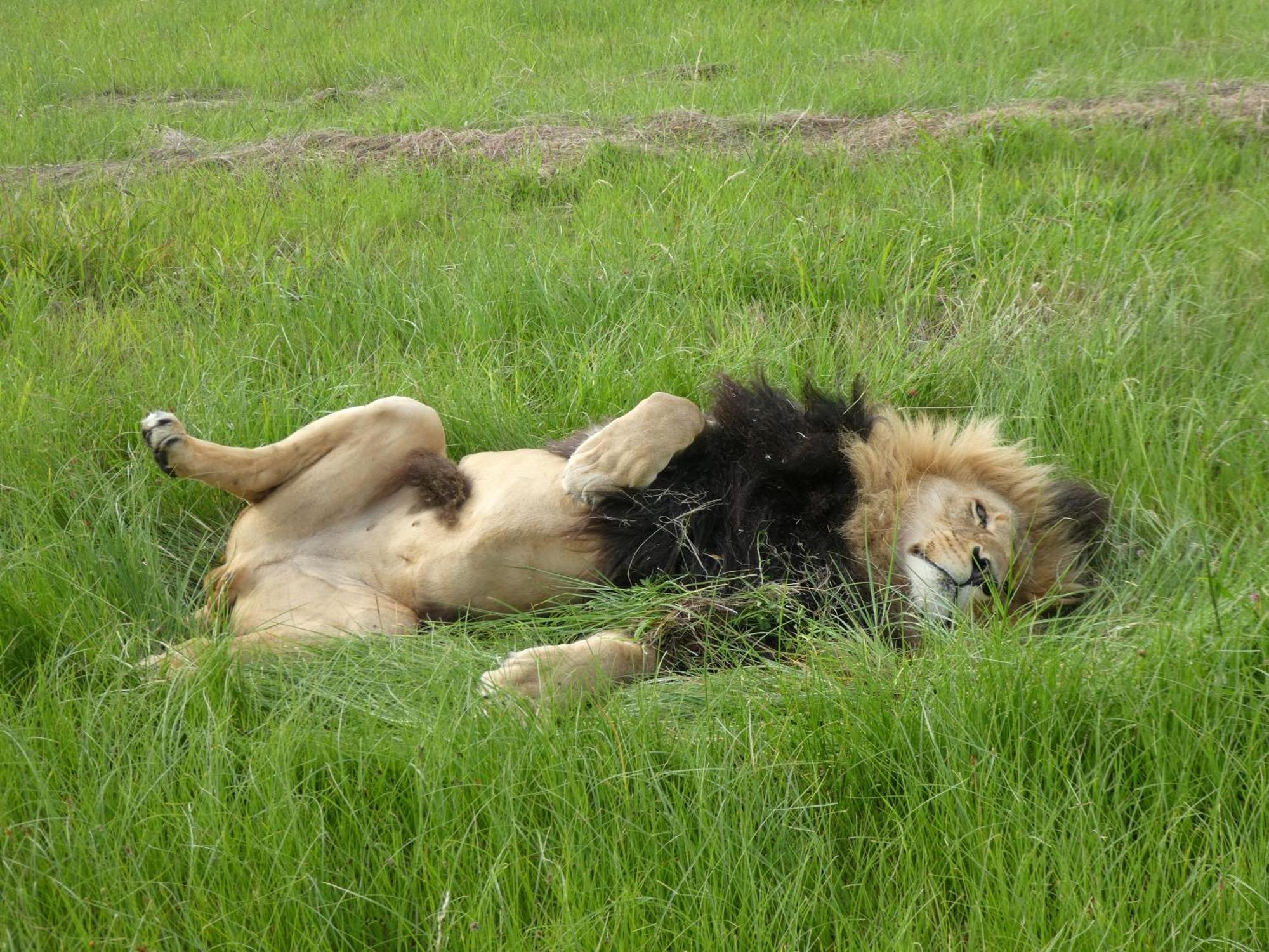 Lionsrock Big Cat Sanctuary Villa Bethlehem Dış mekan fotoğraf