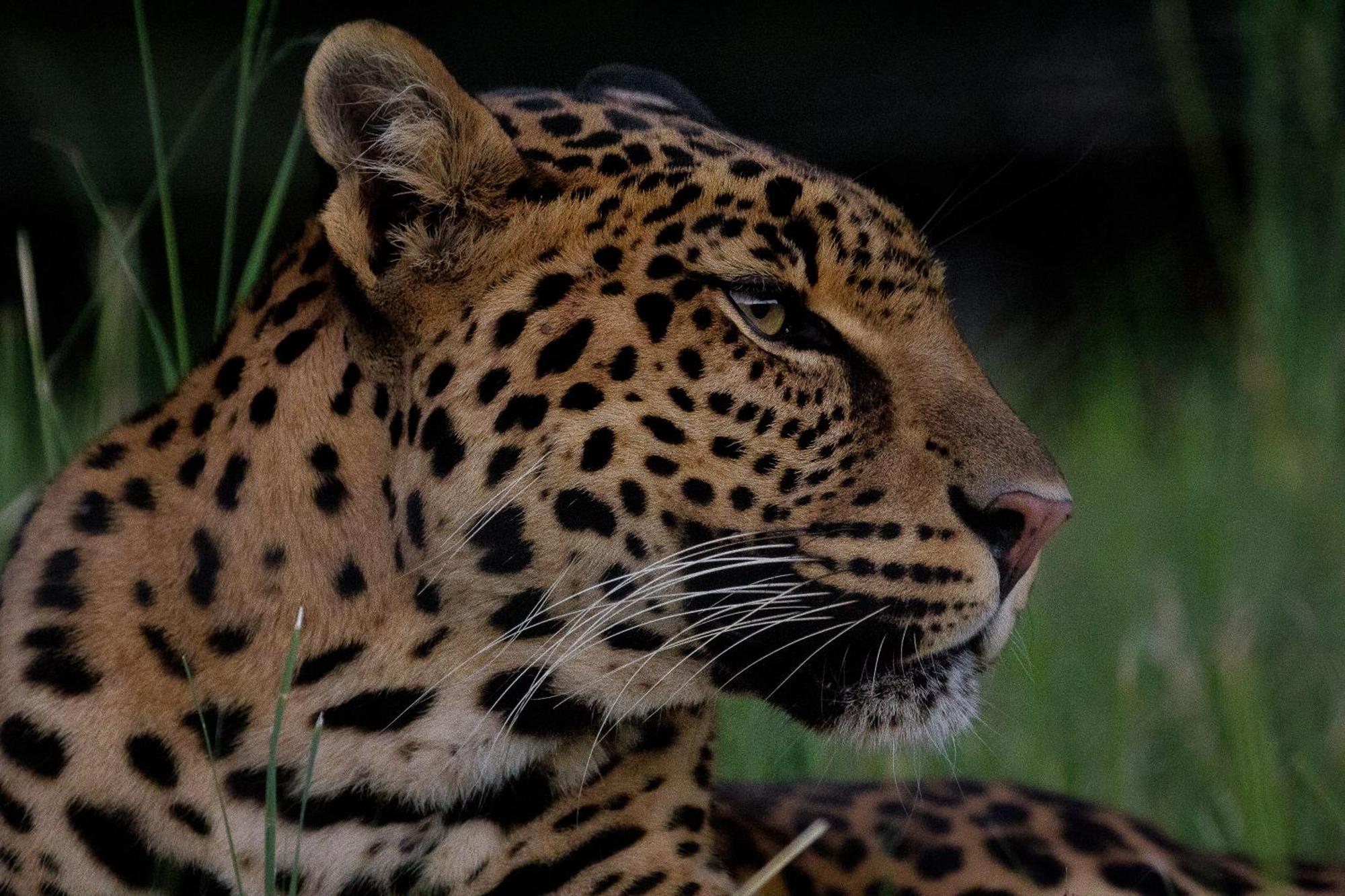 Lionsrock Big Cat Sanctuary Villa Bethlehem Dış mekan fotoğraf
