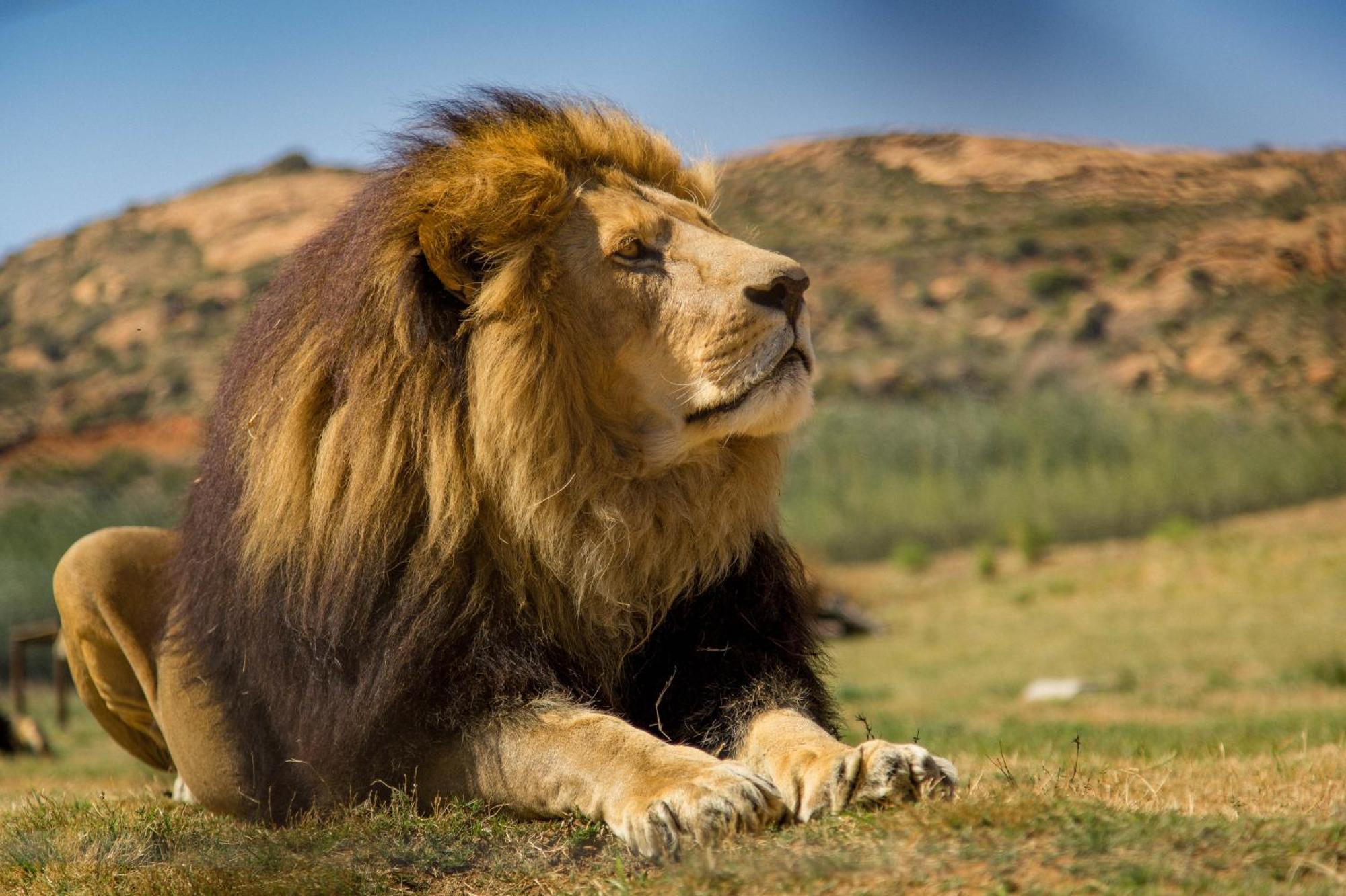 Lionsrock Big Cat Sanctuary Villa Bethlehem Dış mekan fotoğraf