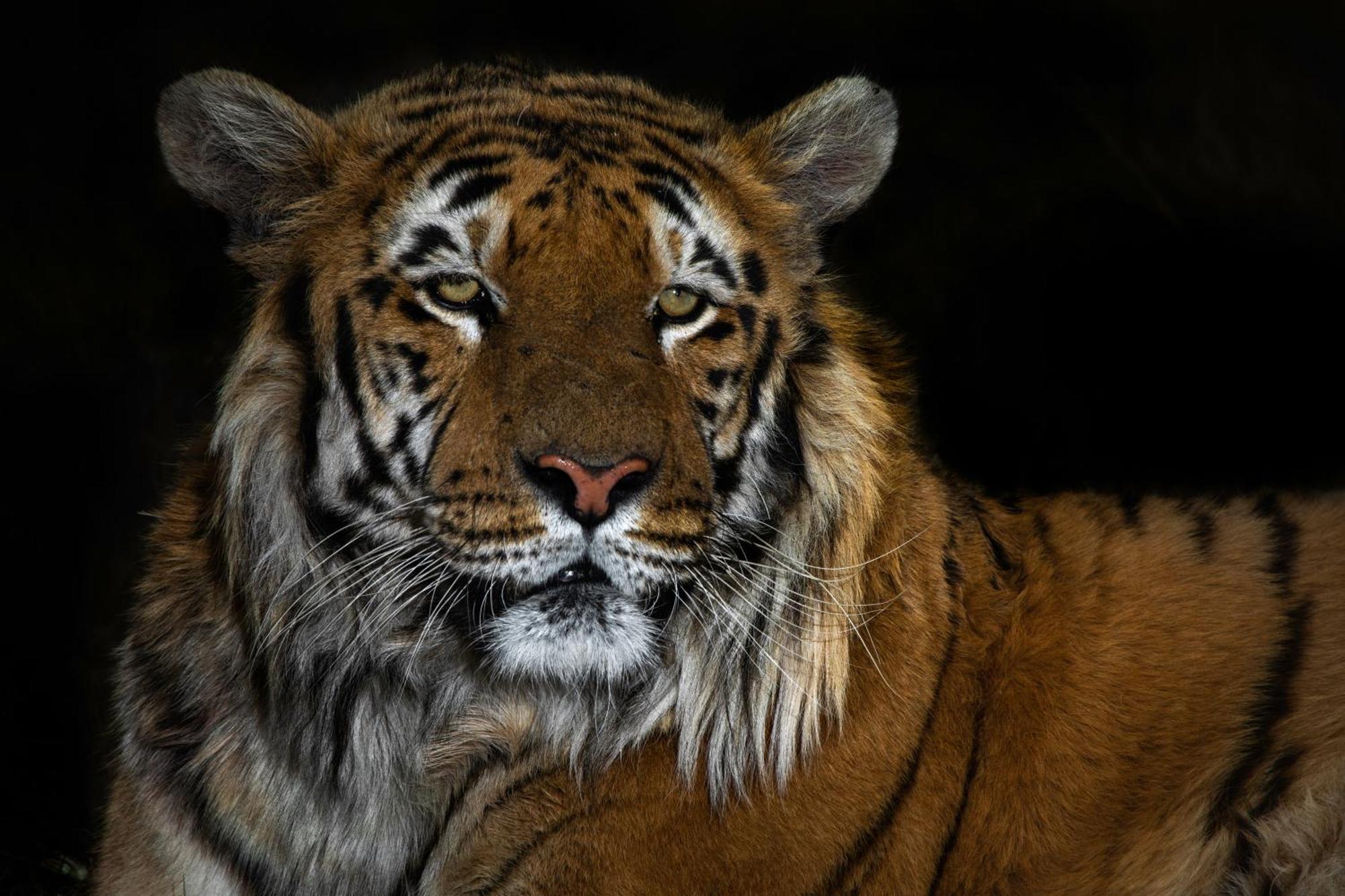 Lionsrock Big Cat Sanctuary Villa Bethlehem Dış mekan fotoğraf