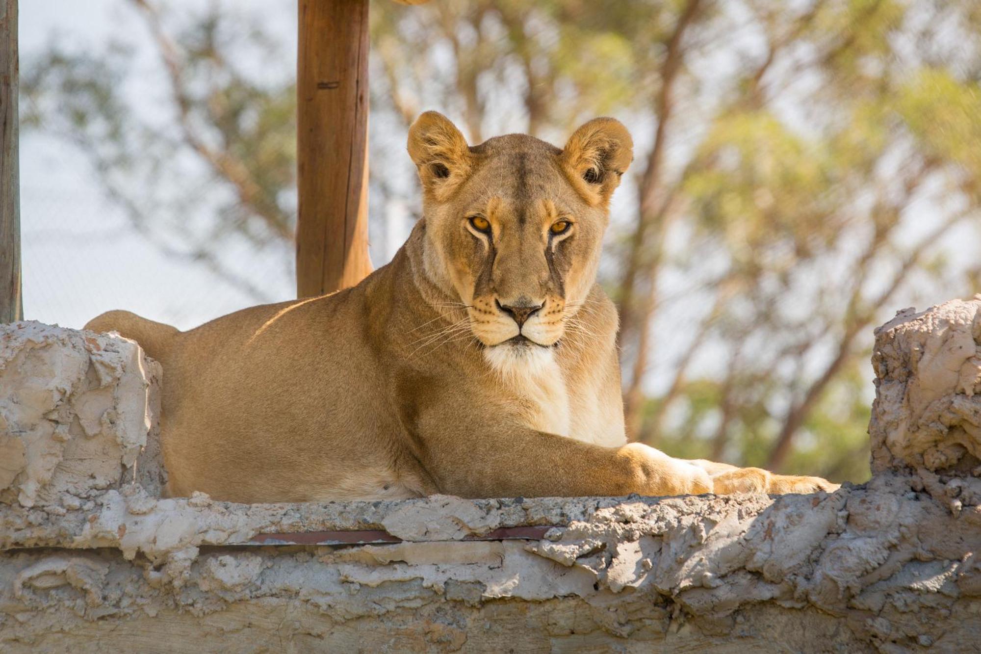 Lionsrock Big Cat Sanctuary Villa Bethlehem Dış mekan fotoğraf