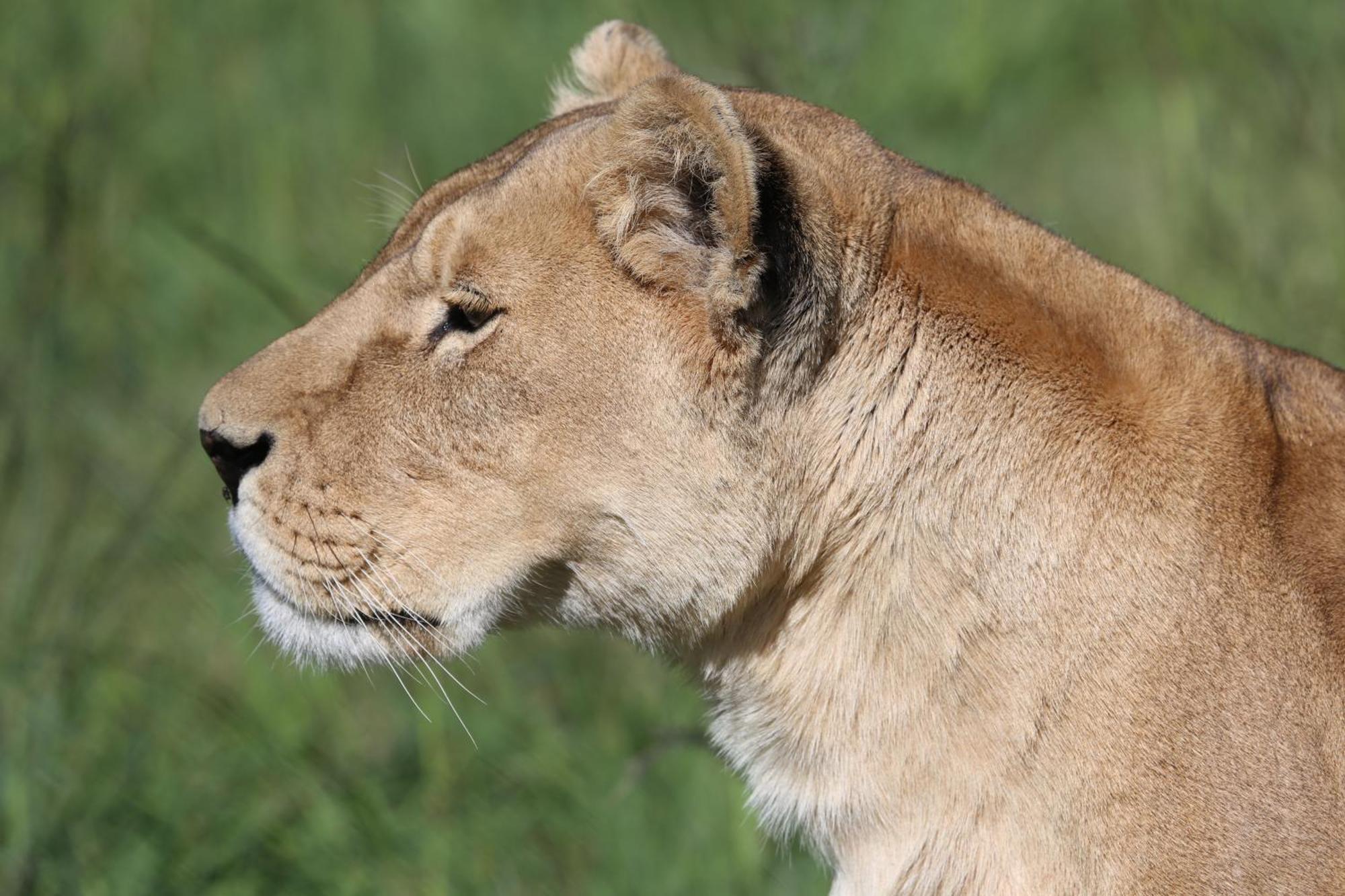 Lionsrock Big Cat Sanctuary Villa Bethlehem Dış mekan fotoğraf