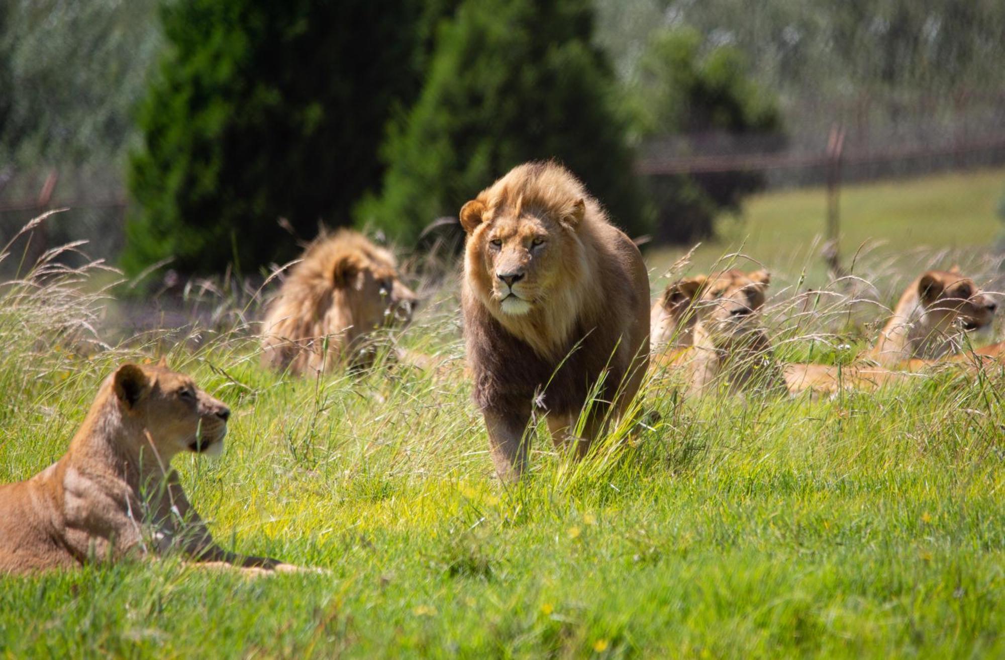 Lionsrock Big Cat Sanctuary Villa Bethlehem Dış mekan fotoğraf