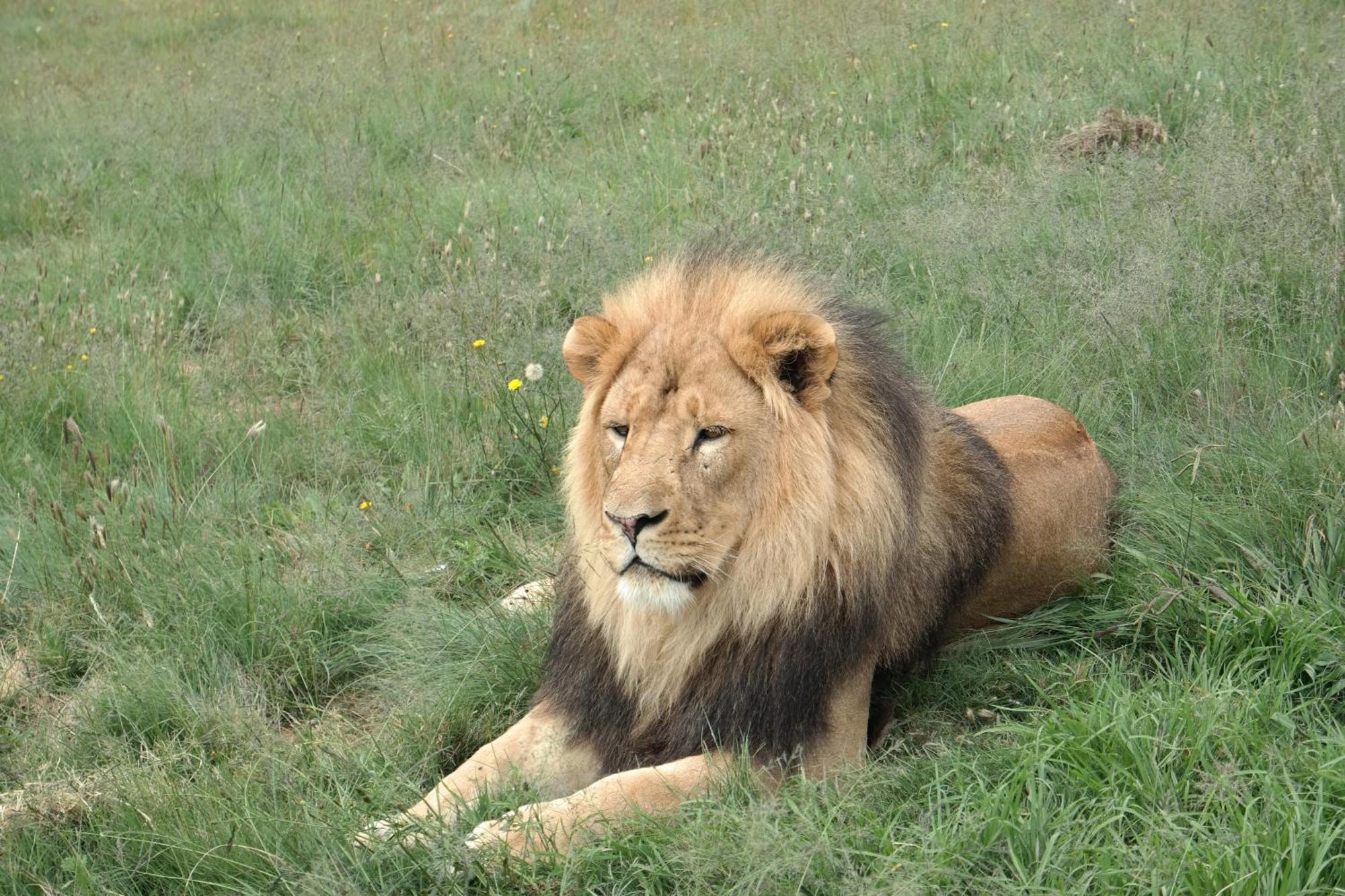 Lionsrock Big Cat Sanctuary Villa Bethlehem Dış mekan fotoğraf