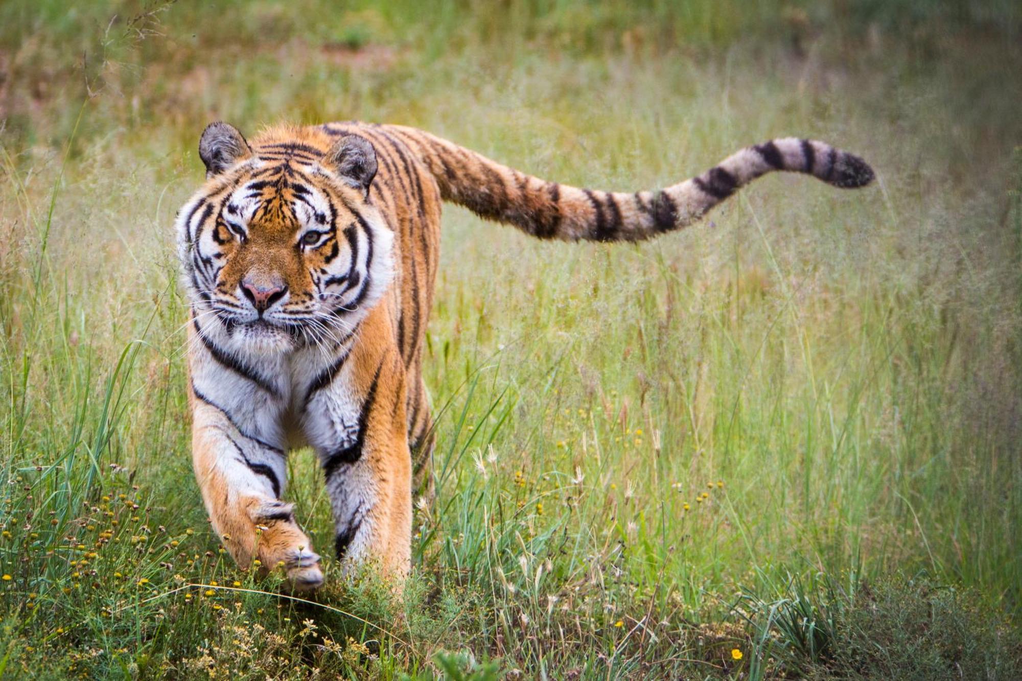 Lionsrock Big Cat Sanctuary Villa Bethlehem Dış mekan fotoğraf