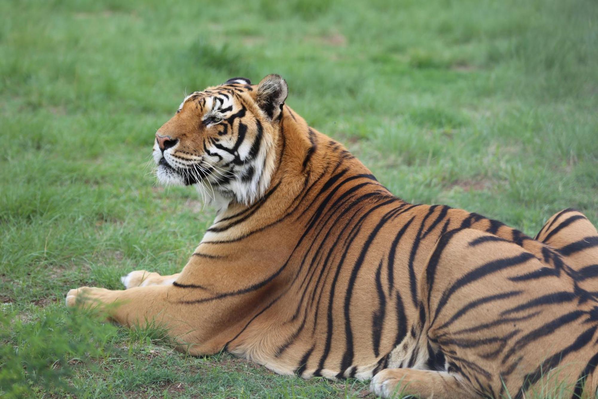 Lionsrock Big Cat Sanctuary Villa Bethlehem Dış mekan fotoğraf