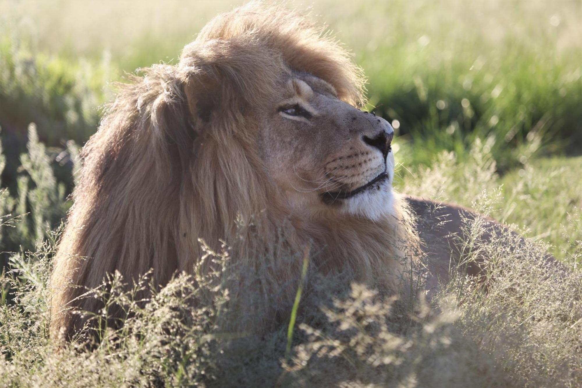 Lionsrock Big Cat Sanctuary Villa Bethlehem Dış mekan fotoğraf
