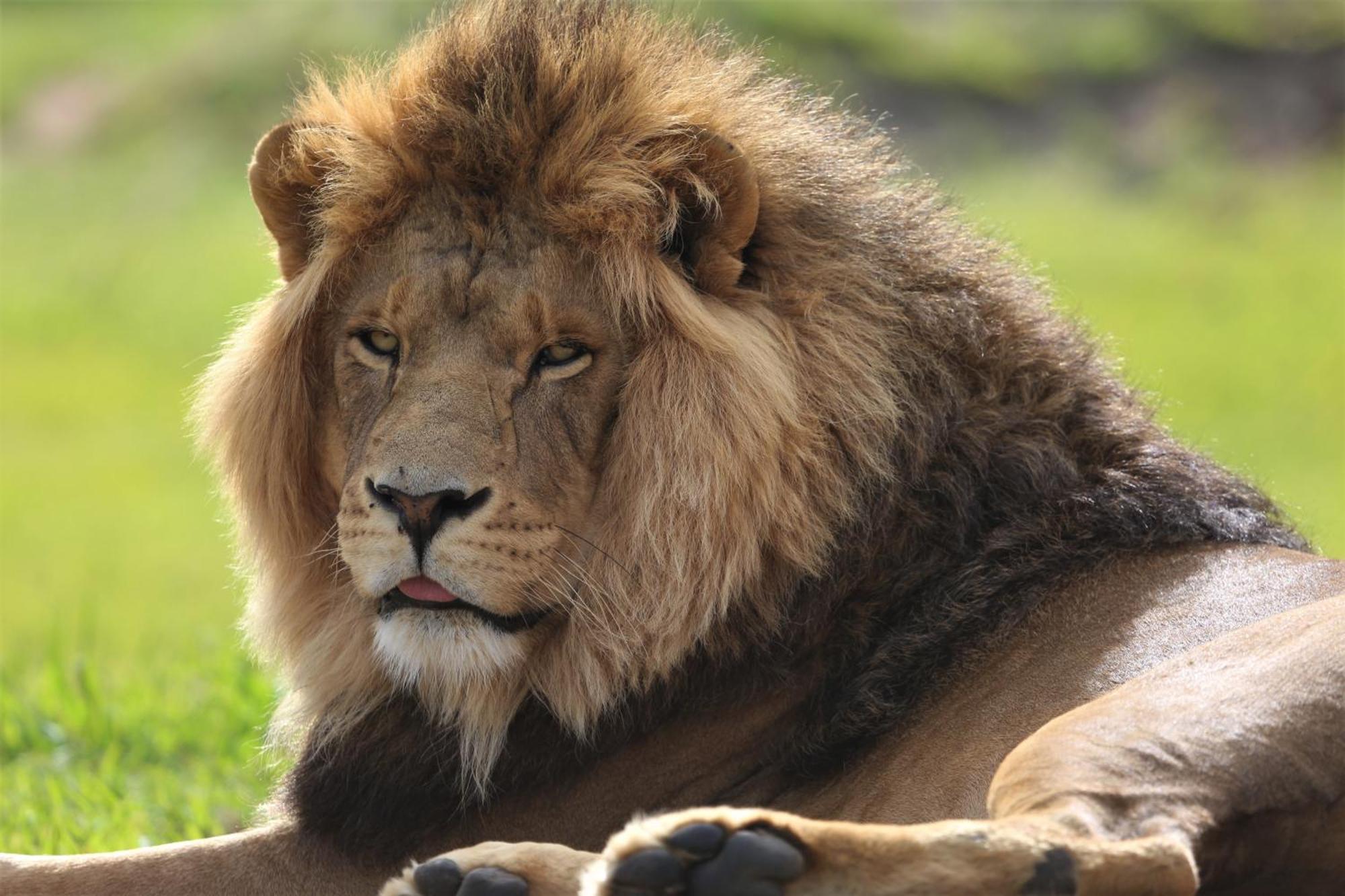 Lionsrock Big Cat Sanctuary Villa Bethlehem Dış mekan fotoğraf