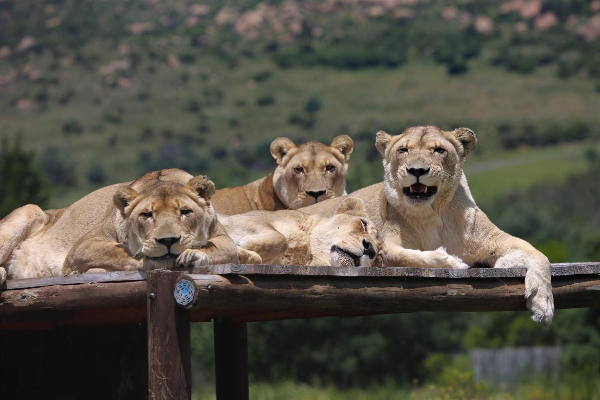 Lionsrock Big Cat Sanctuary Villa Bethlehem Dış mekan fotoğraf