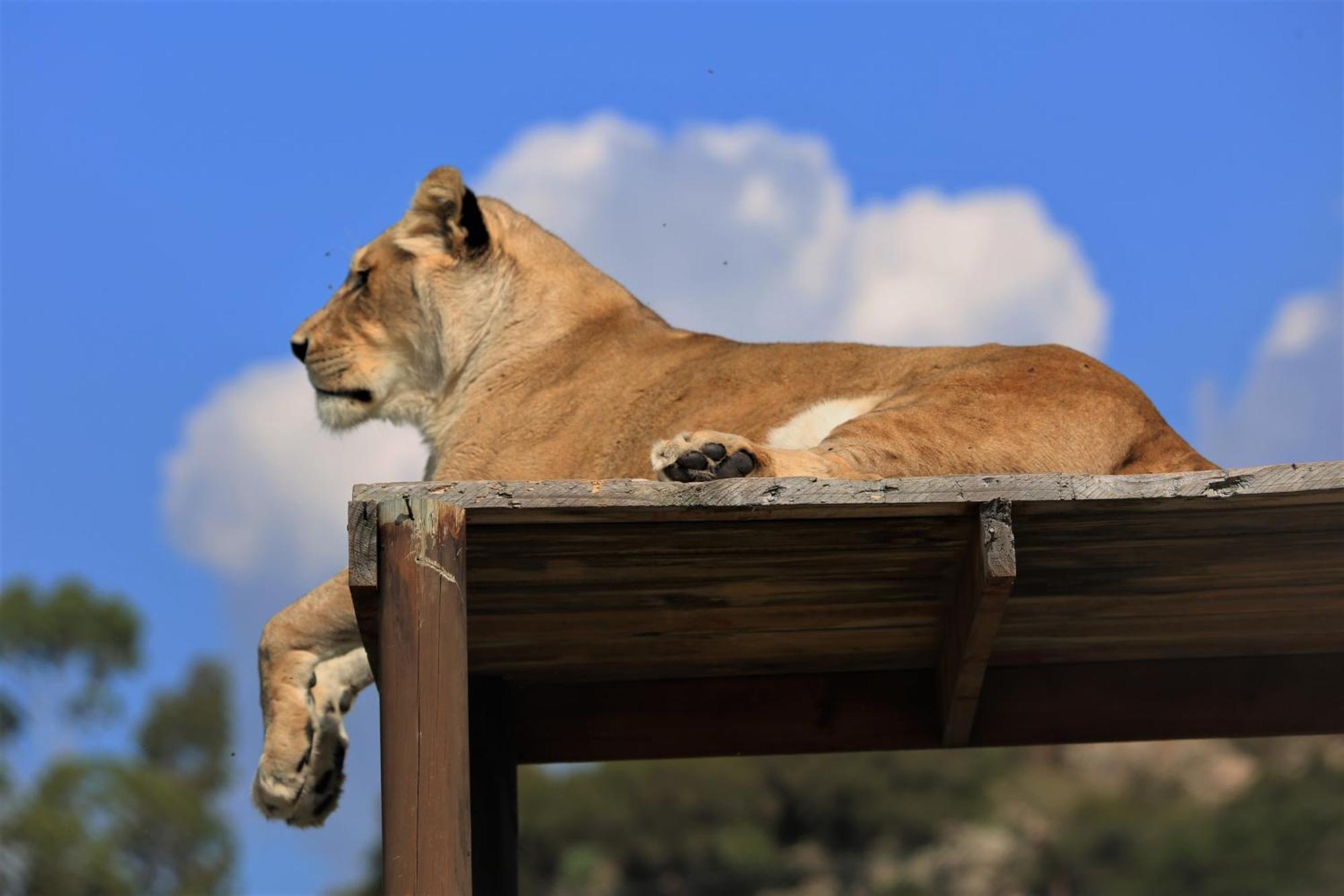 Lionsrock Big Cat Sanctuary Villa Bethlehem Dış mekan fotoğraf