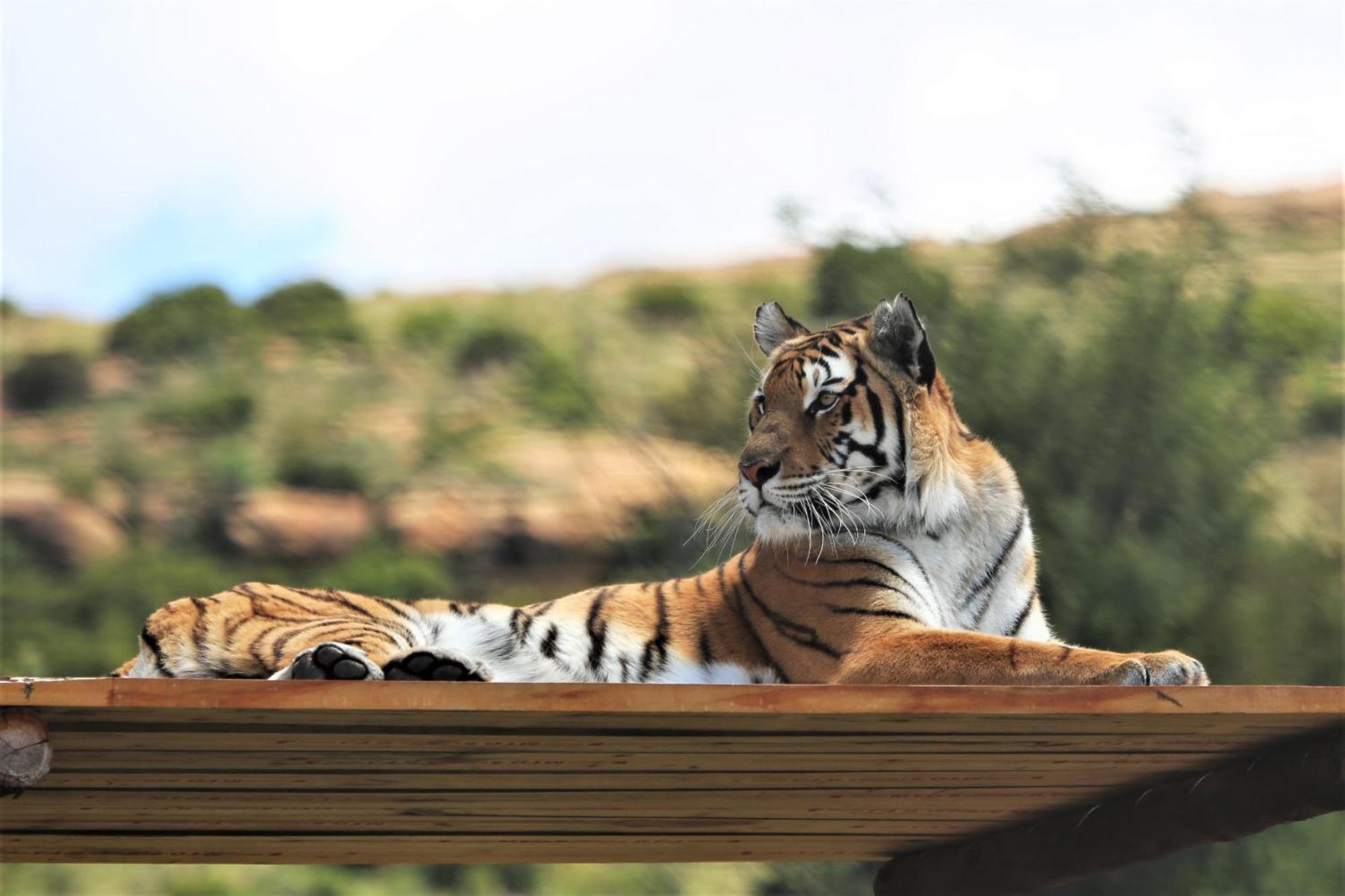 Lionsrock Big Cat Sanctuary Villa Bethlehem Dış mekan fotoğraf