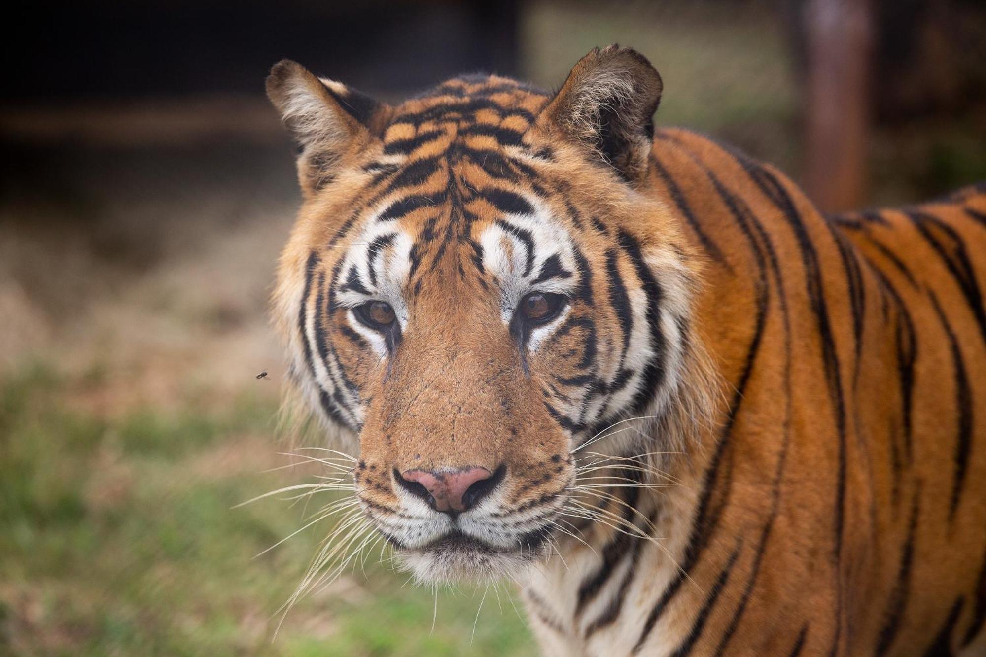 Lionsrock Big Cat Sanctuary Villa Bethlehem Dış mekan fotoğraf