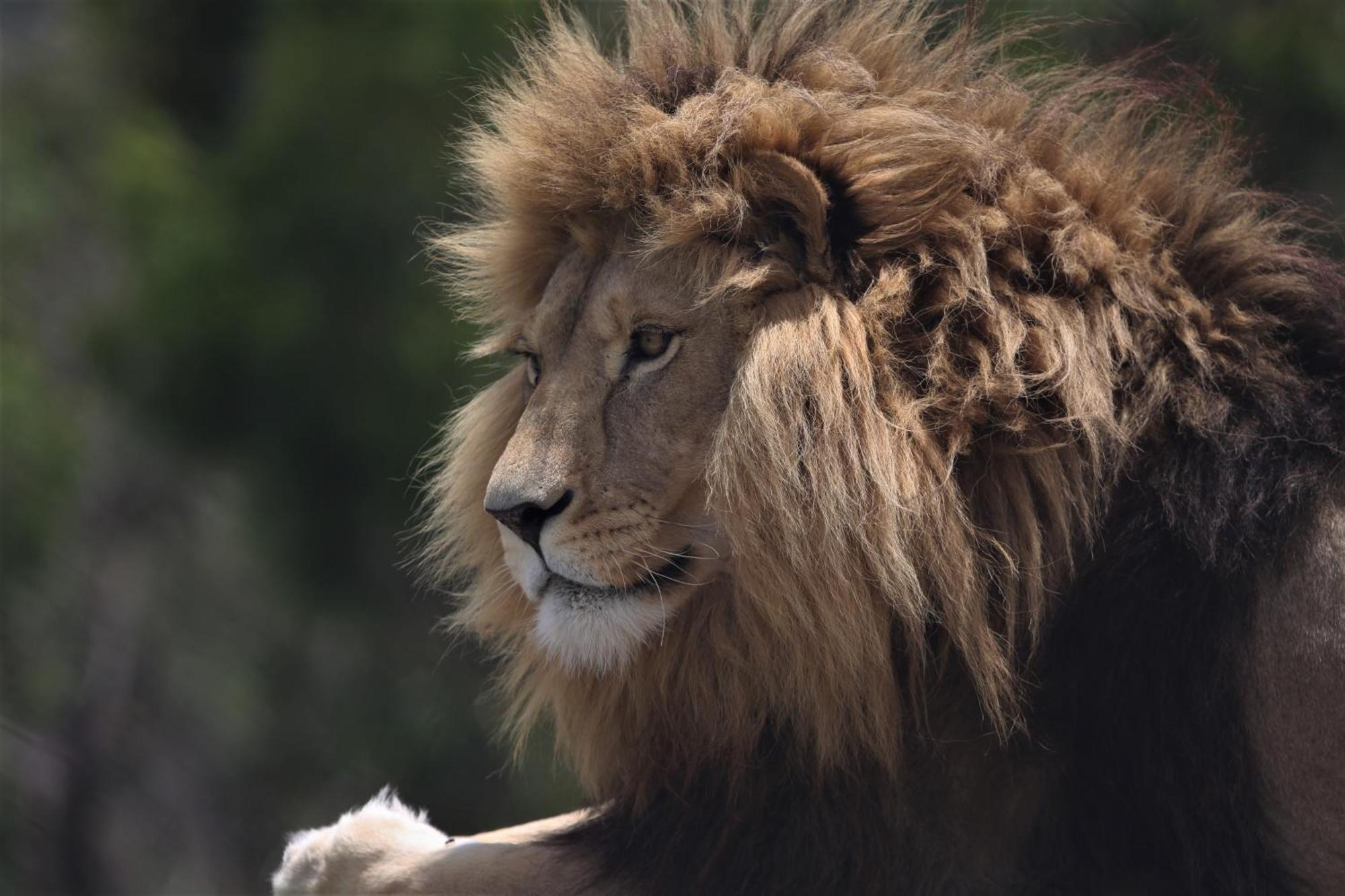 Lionsrock Big Cat Sanctuary Villa Bethlehem Dış mekan fotoğraf