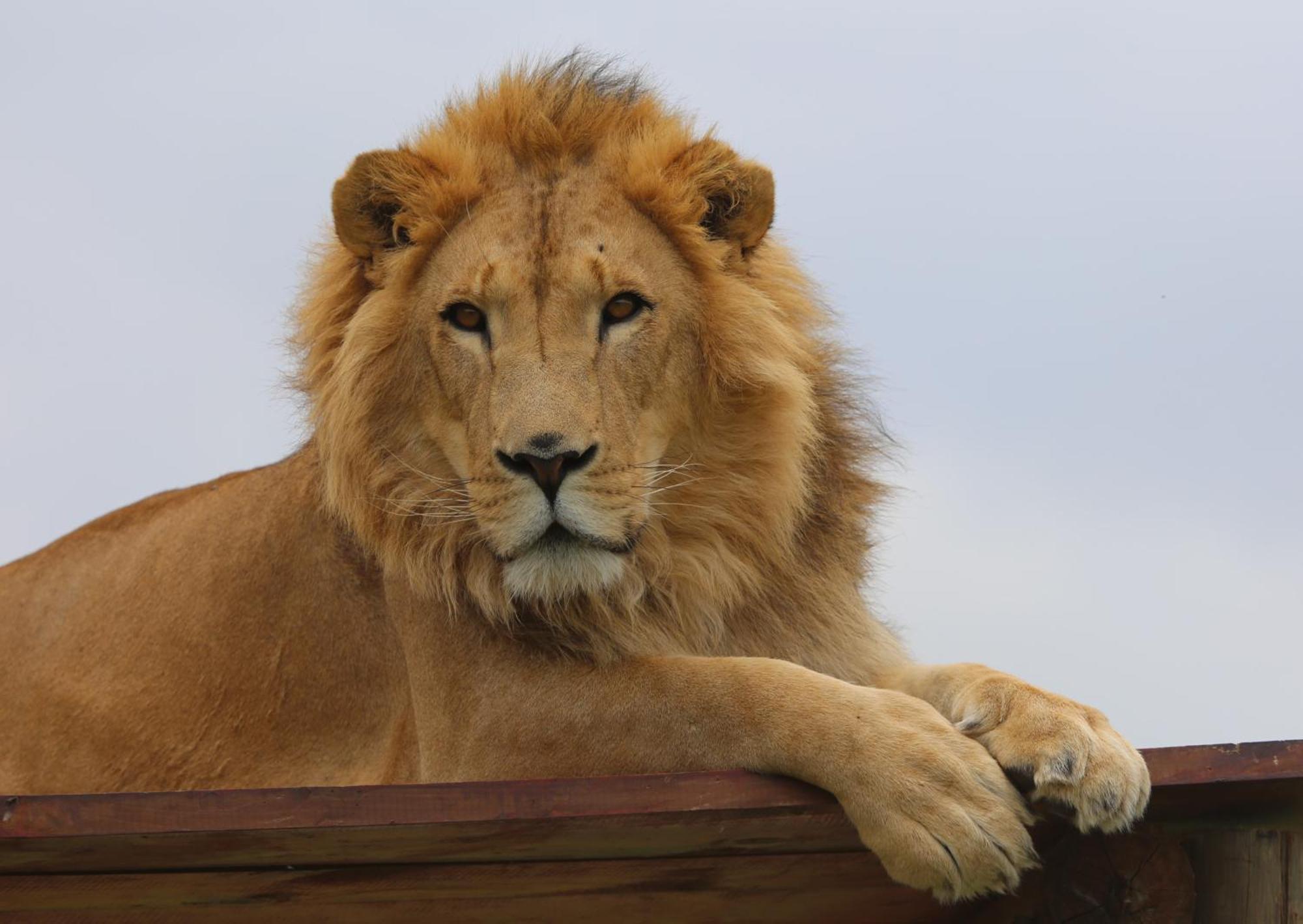 Lionsrock Big Cat Sanctuary Villa Bethlehem Dış mekan fotoğraf
