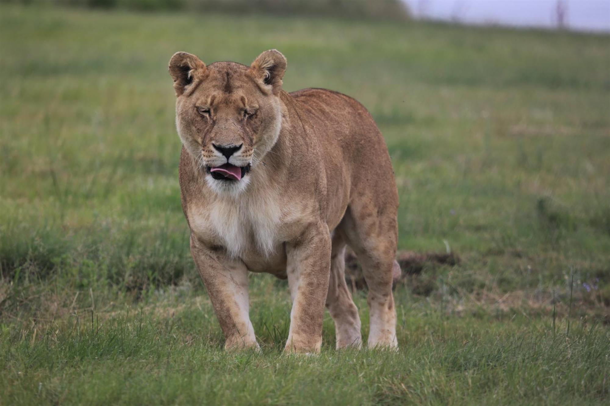 Lionsrock Big Cat Sanctuary Villa Bethlehem Dış mekan fotoğraf