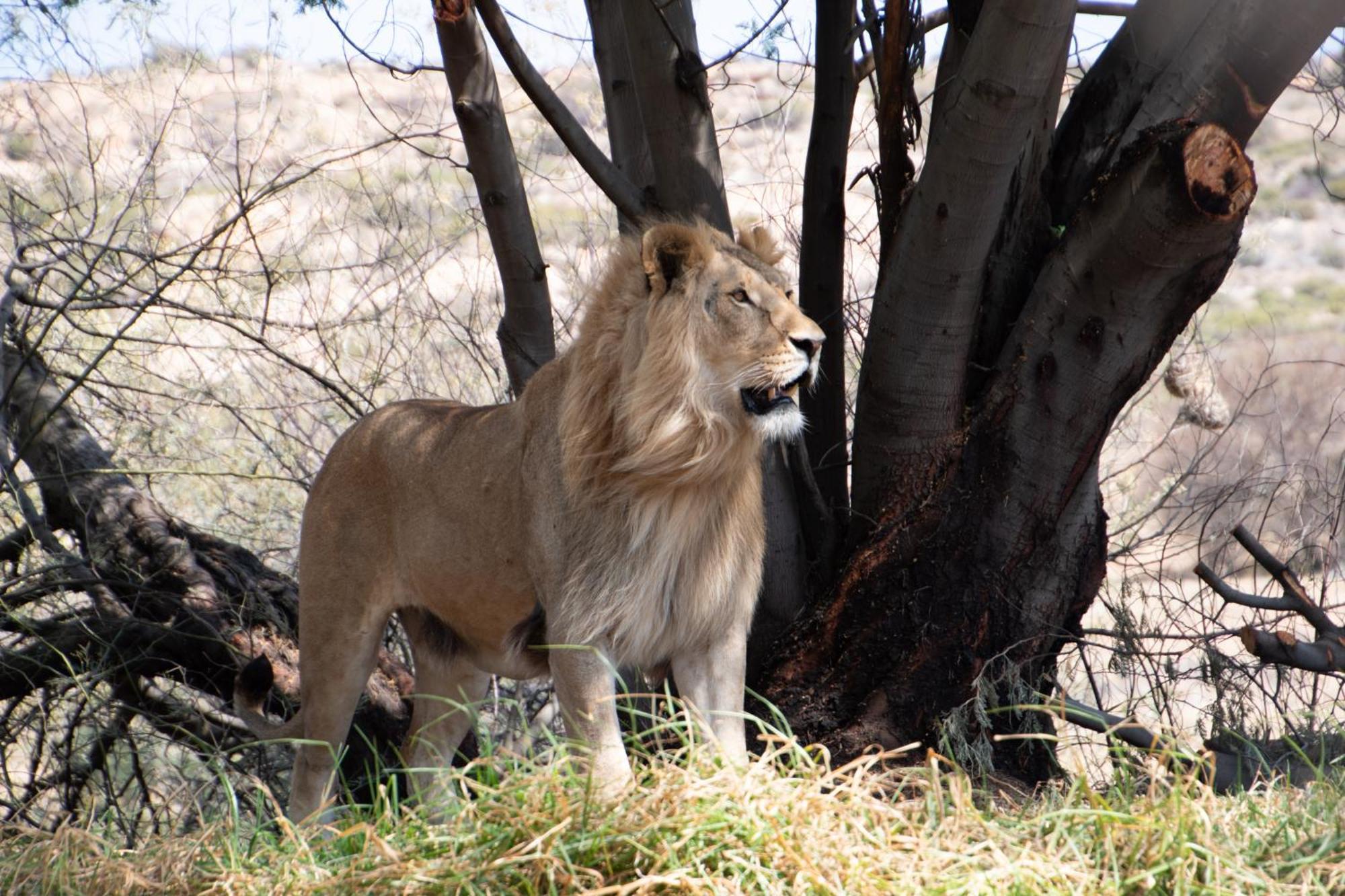 Lionsrock Big Cat Sanctuary Villa Bethlehem Dış mekan fotoğraf