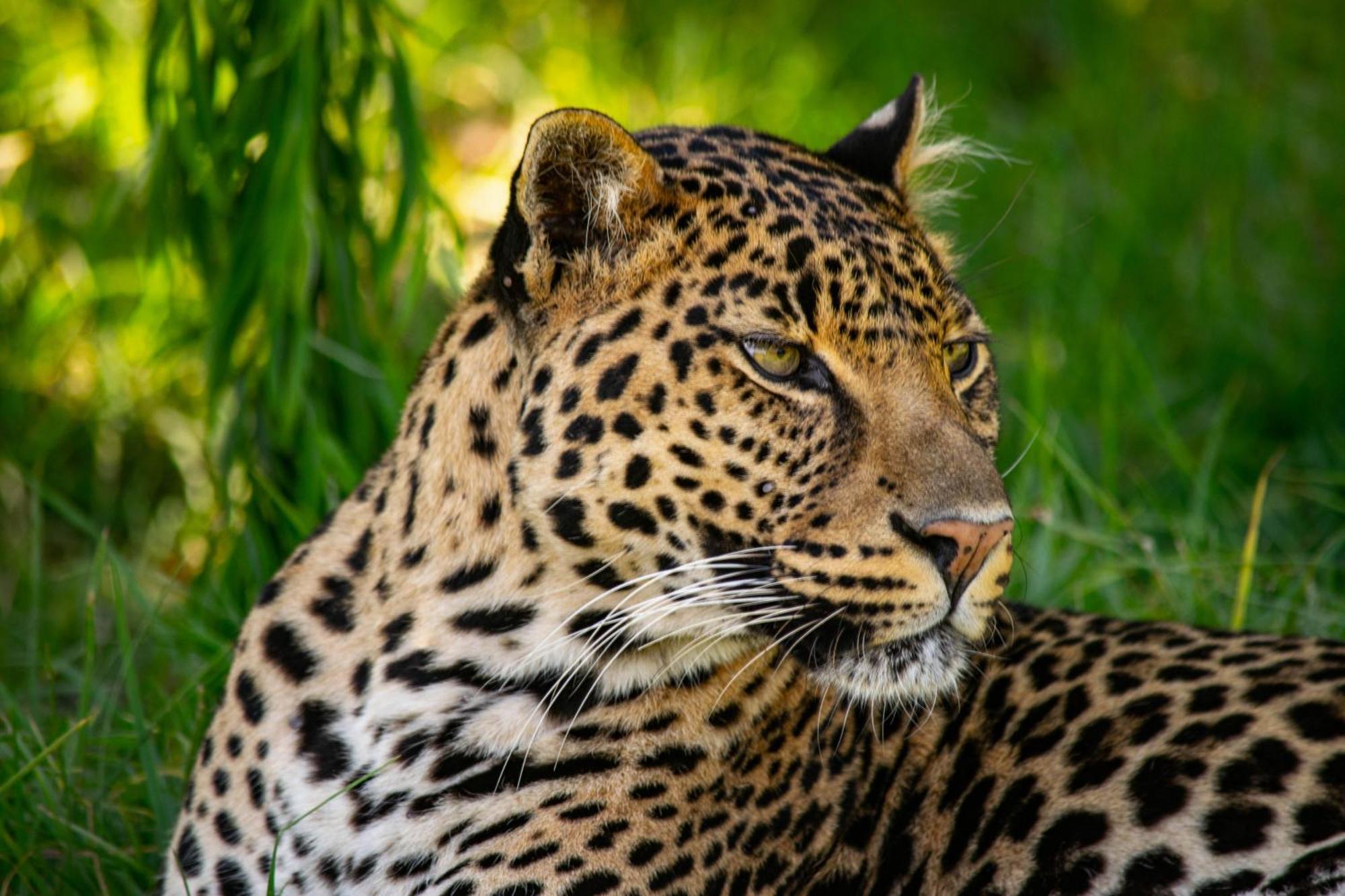 Lionsrock Big Cat Sanctuary Villa Bethlehem Dış mekan fotoğraf