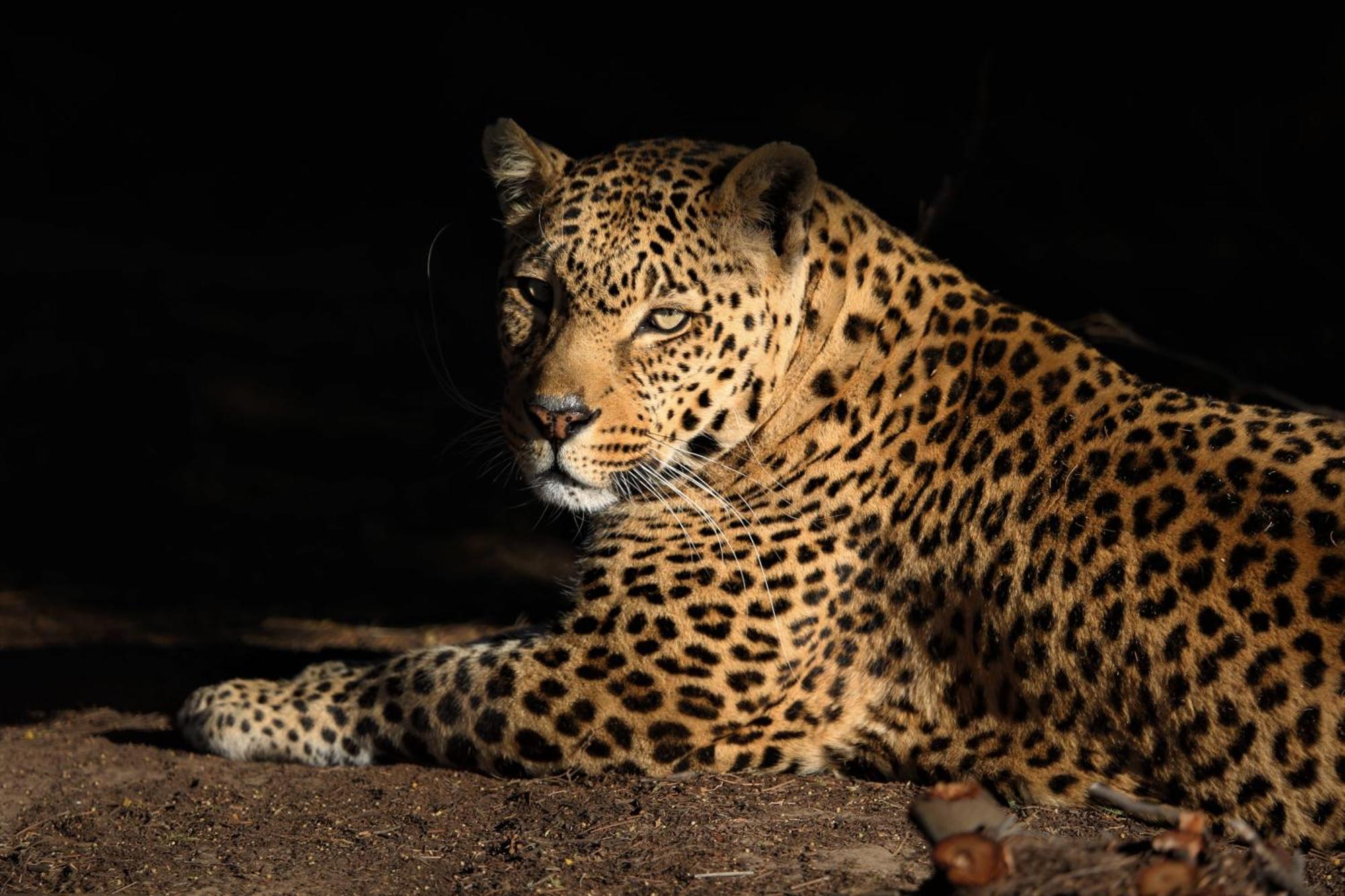 Lionsrock Big Cat Sanctuary Villa Bethlehem Dış mekan fotoğraf