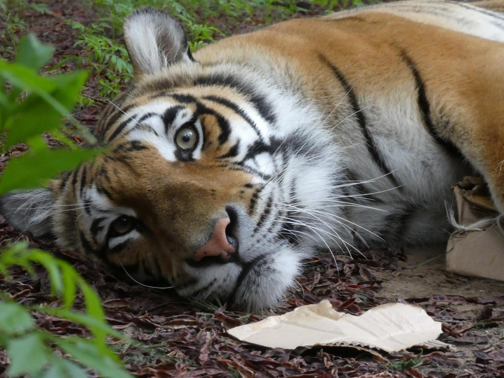 Lionsrock Big Cat Sanctuary Villa Bethlehem Dış mekan fotoğraf